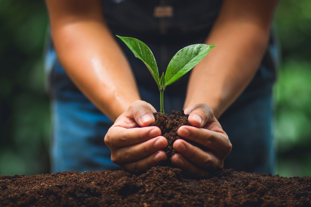 Boom planten vergroenen van de omgeving