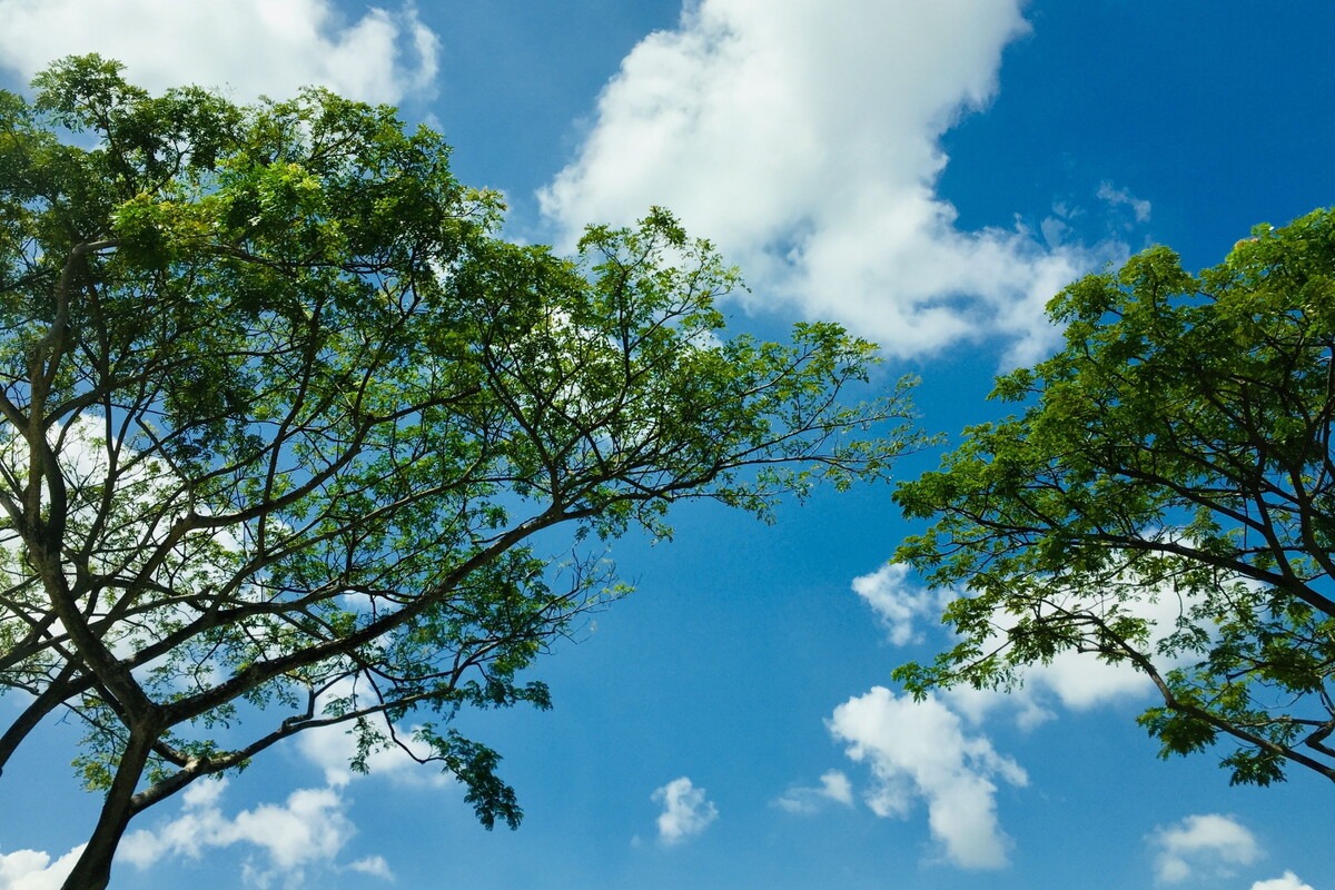 Blauwe lucht met wolken en bomen