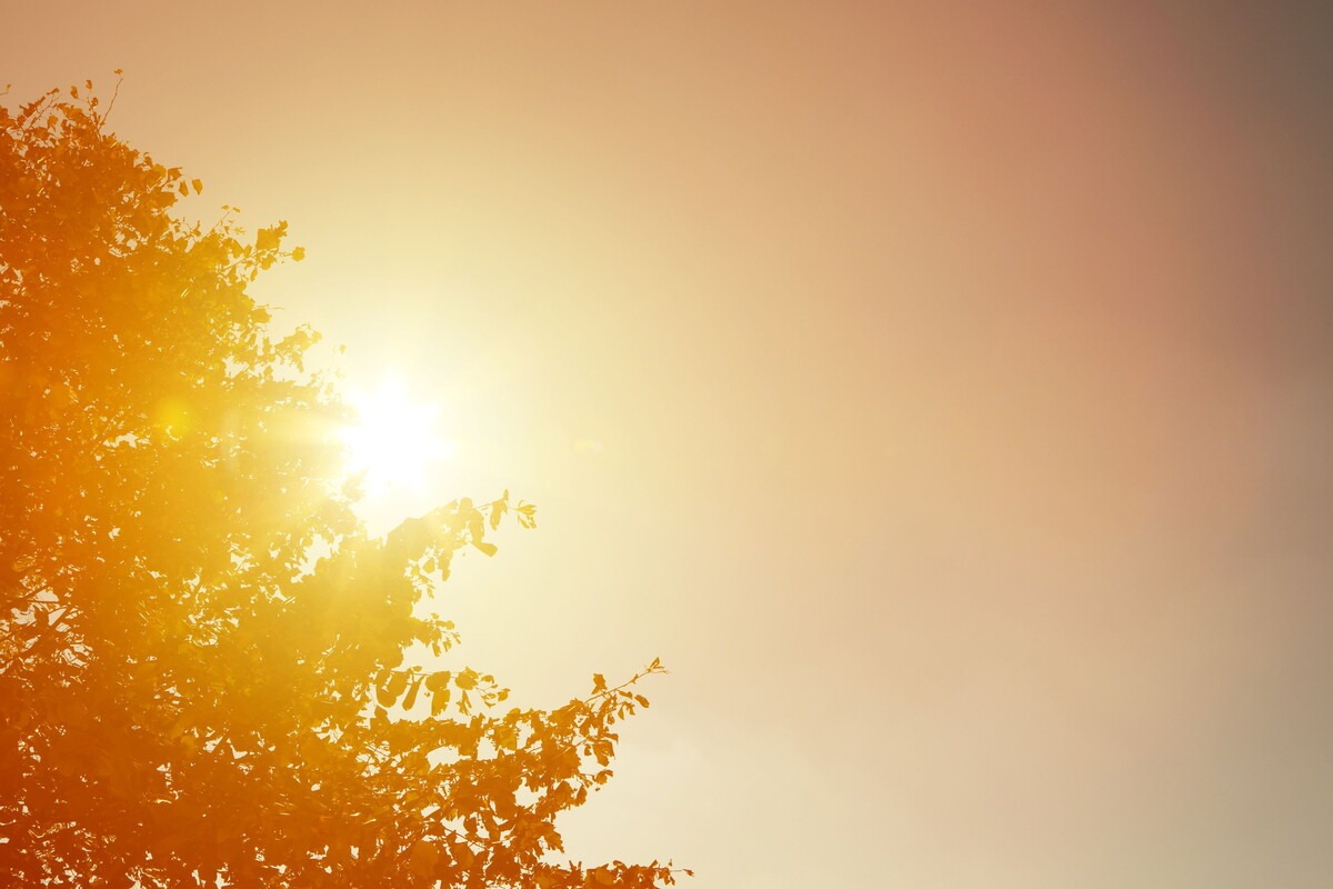 Zon schijnt achter een boom