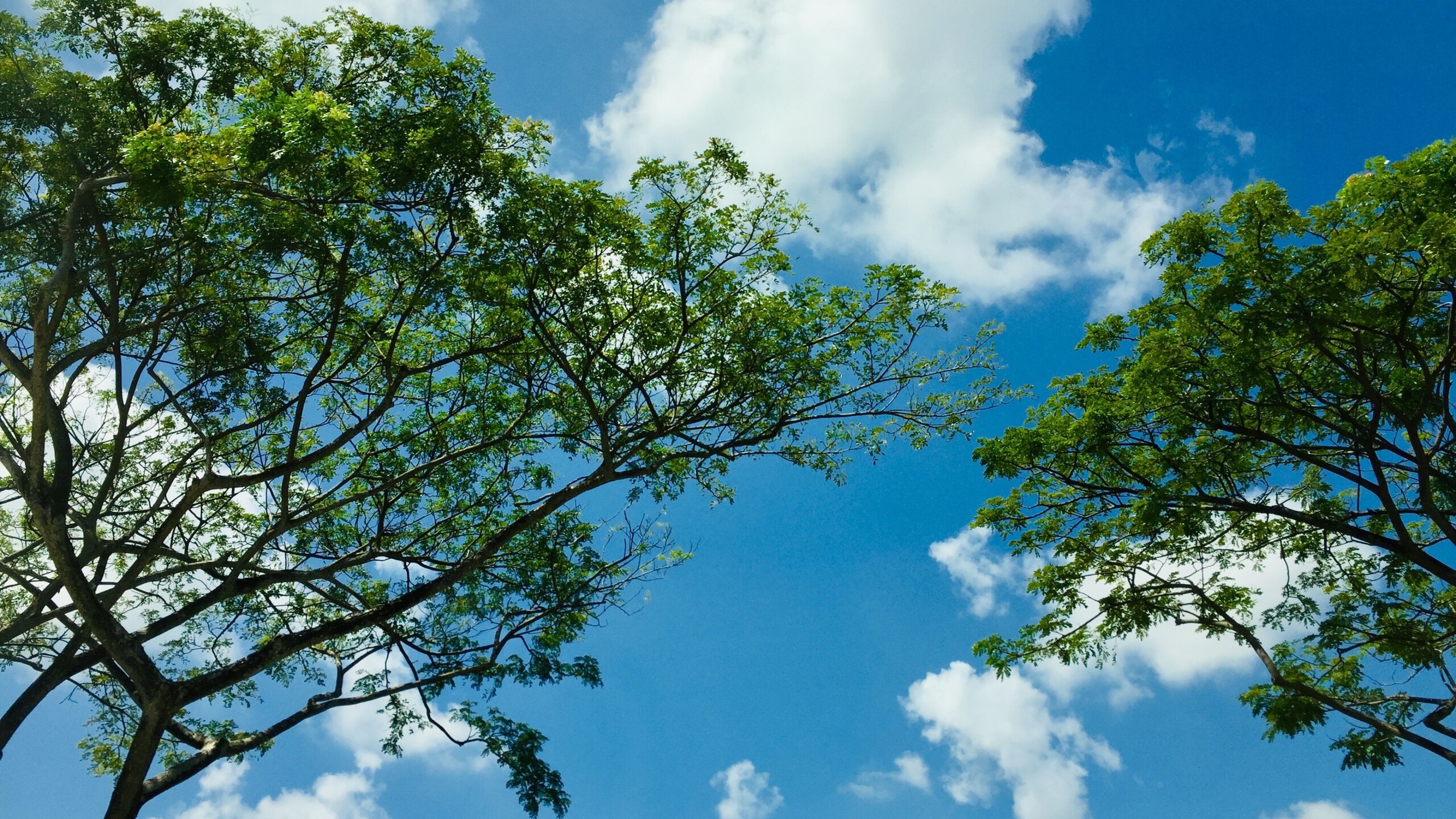 Blauwe lucht met wolken en bomen