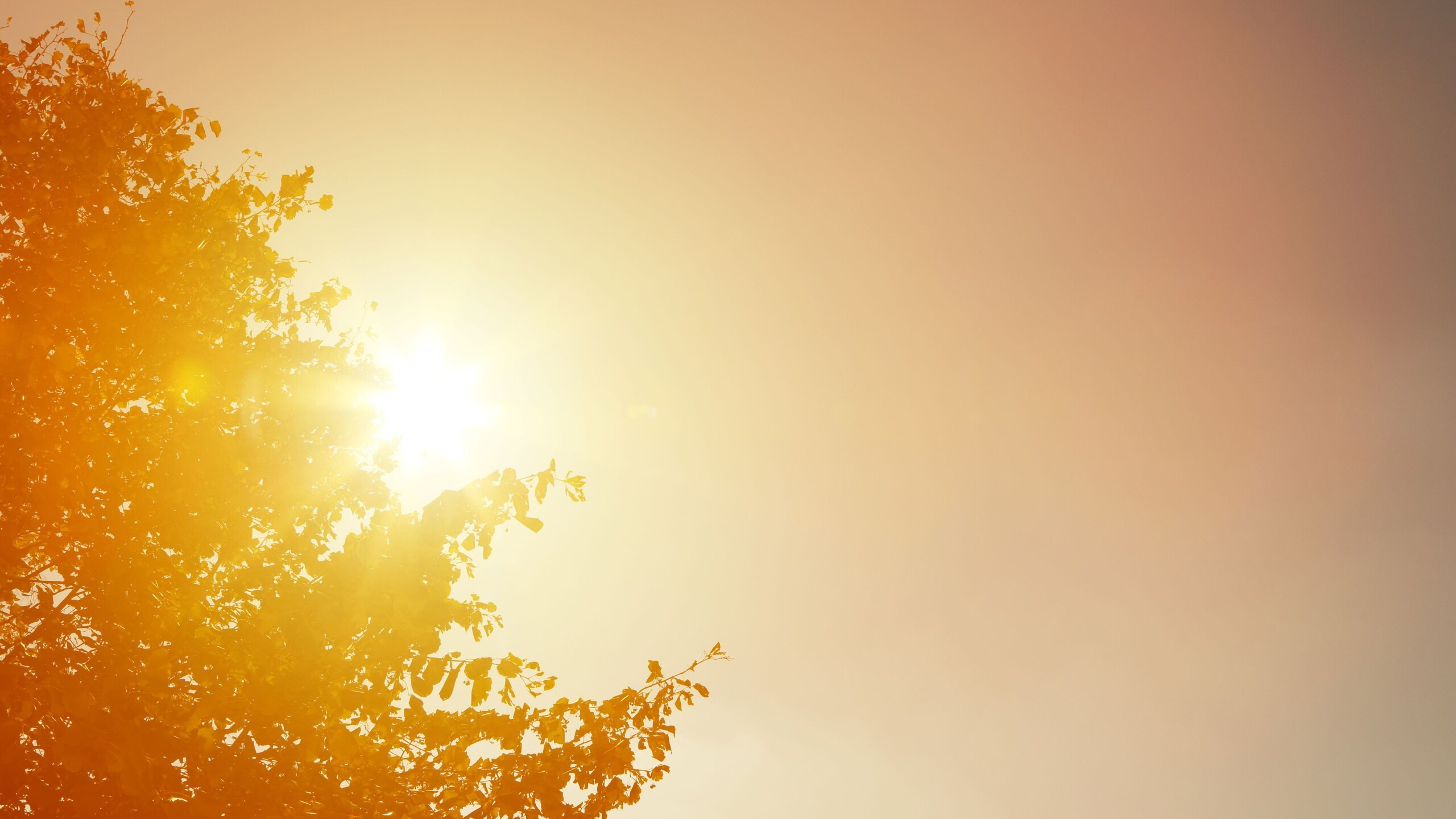 Zon schijnt achter een boom